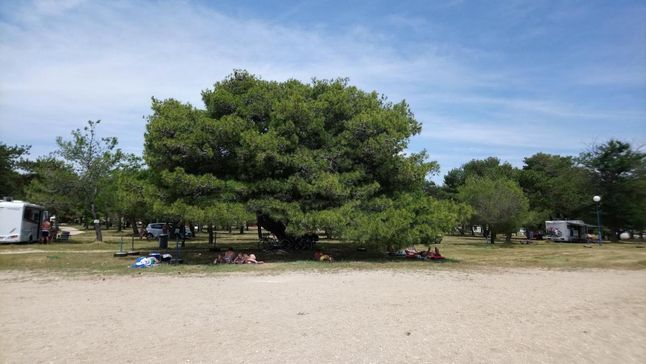 Villa Flora Maris Apartments Privlaka  Εξωτερικό φωτογραφία